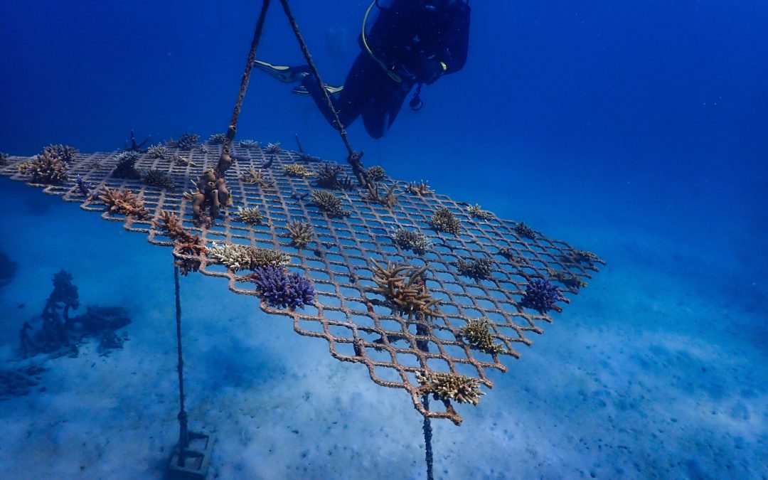 Coral Nurture Program – 26 May 2020 Frame 3