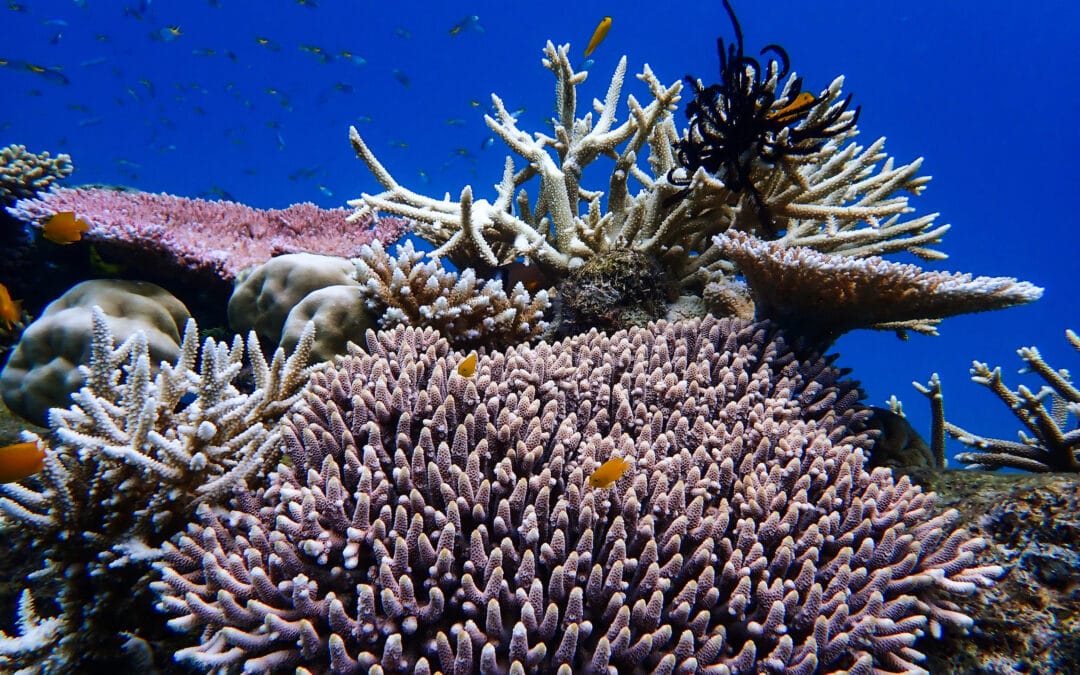 Hard Corals