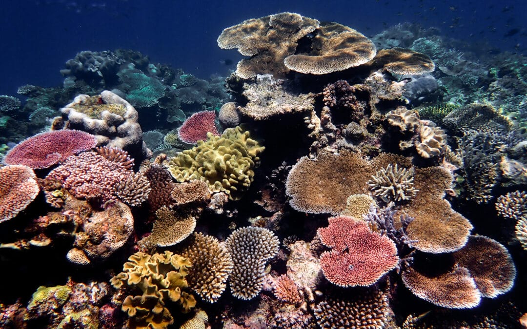 Pink Plate Coral