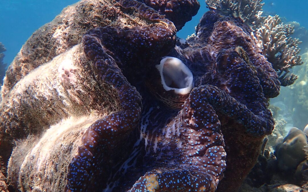 Clam