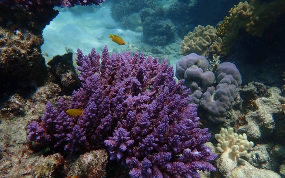 Mackay Cay Coral Reef