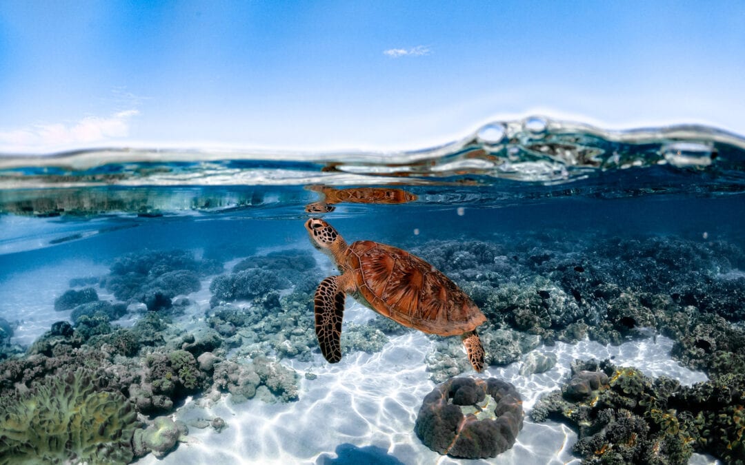 Turtle