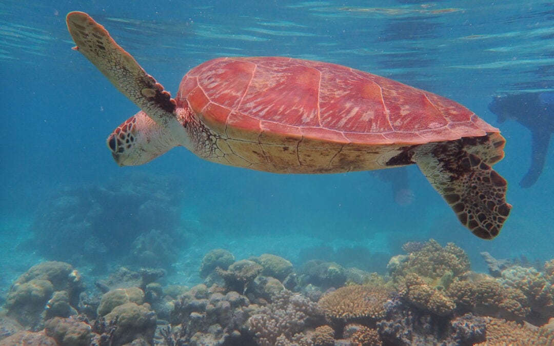 Turtle Chilling