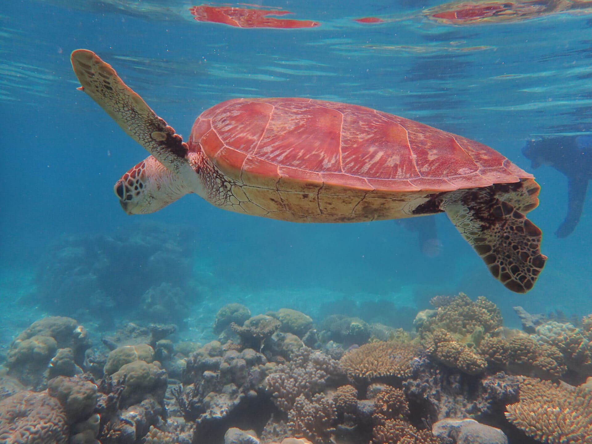 Chill Turtle