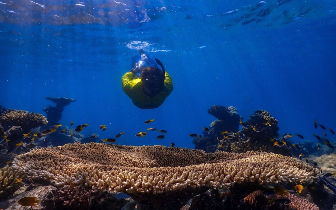 Large Plate Coral