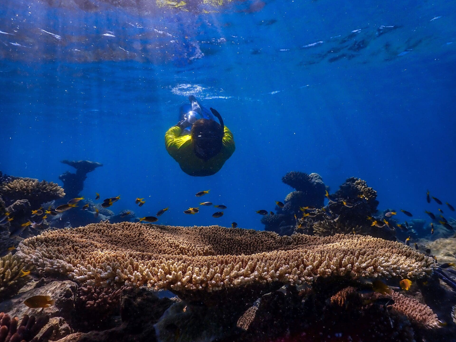Large Plate Coral