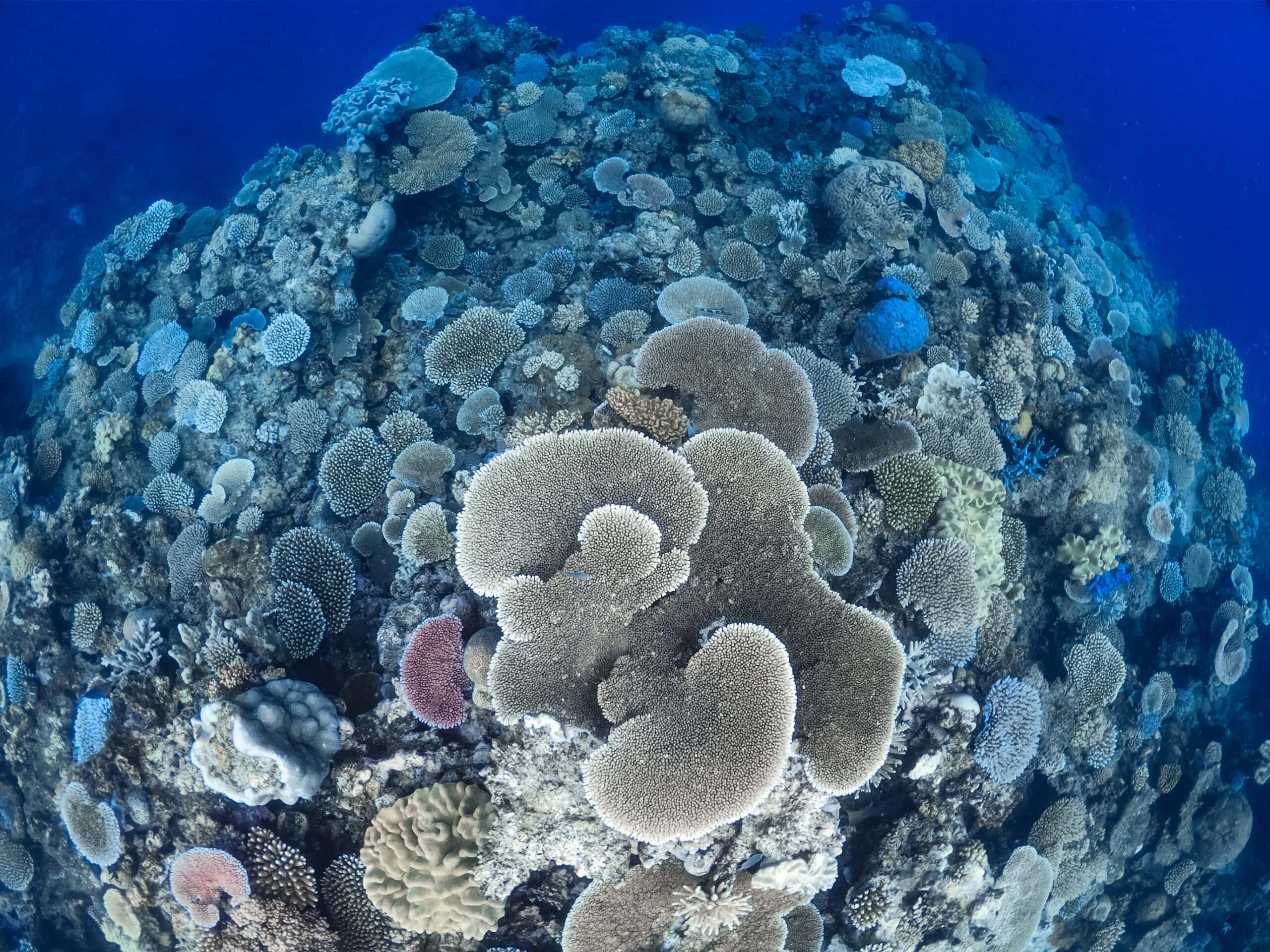 Outer Reef 3