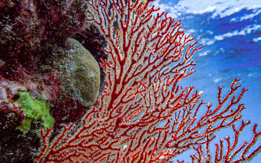 Outer Reef 2
