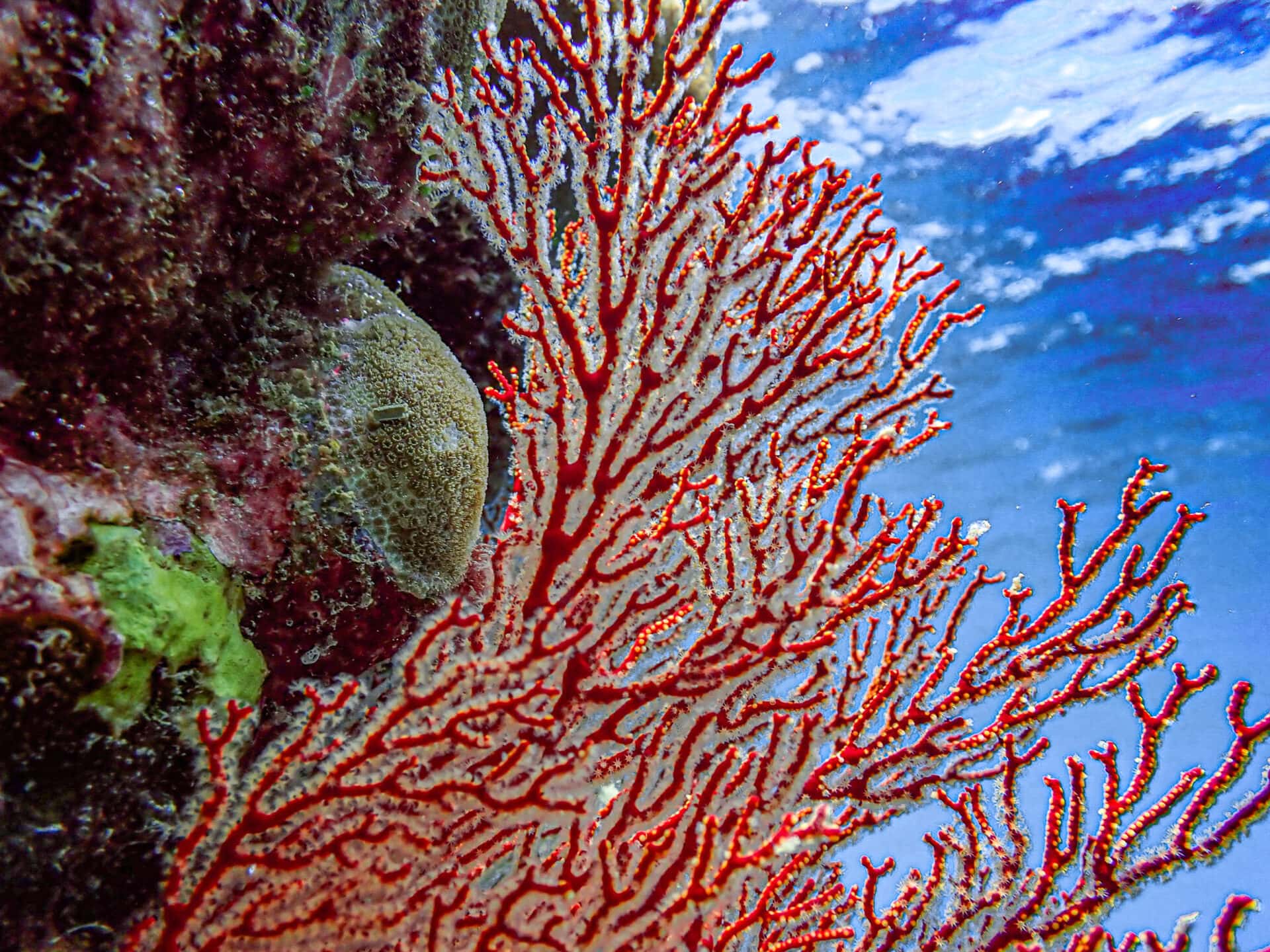 Outer Reef 2