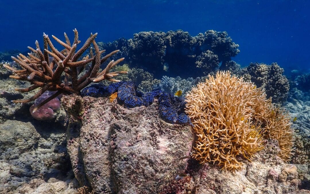 Staghorn & Clam