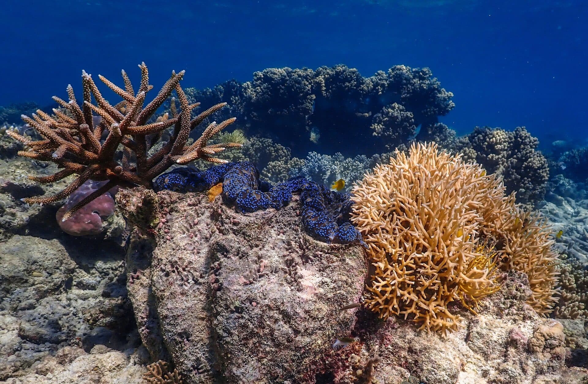 Staghorn & Clam