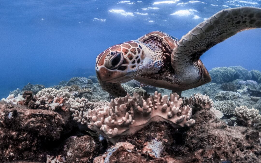 Turtle Passing