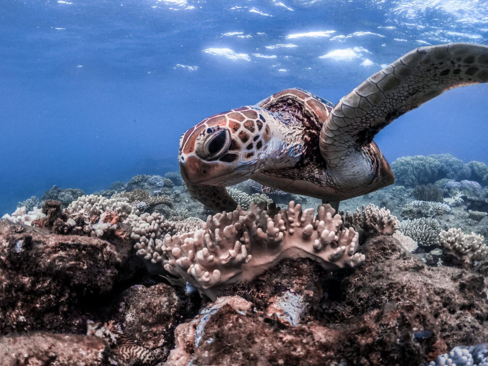 Turtle Passing