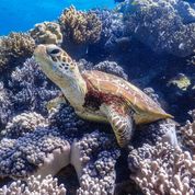 Turtle Resting