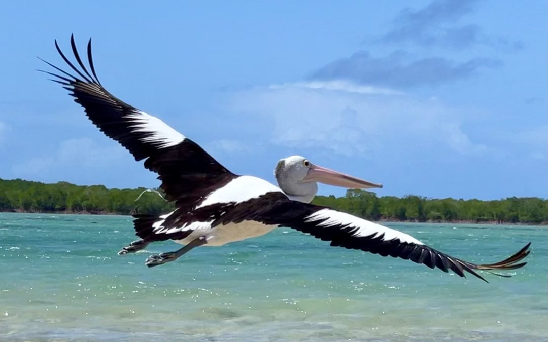 Pelican Low Isles