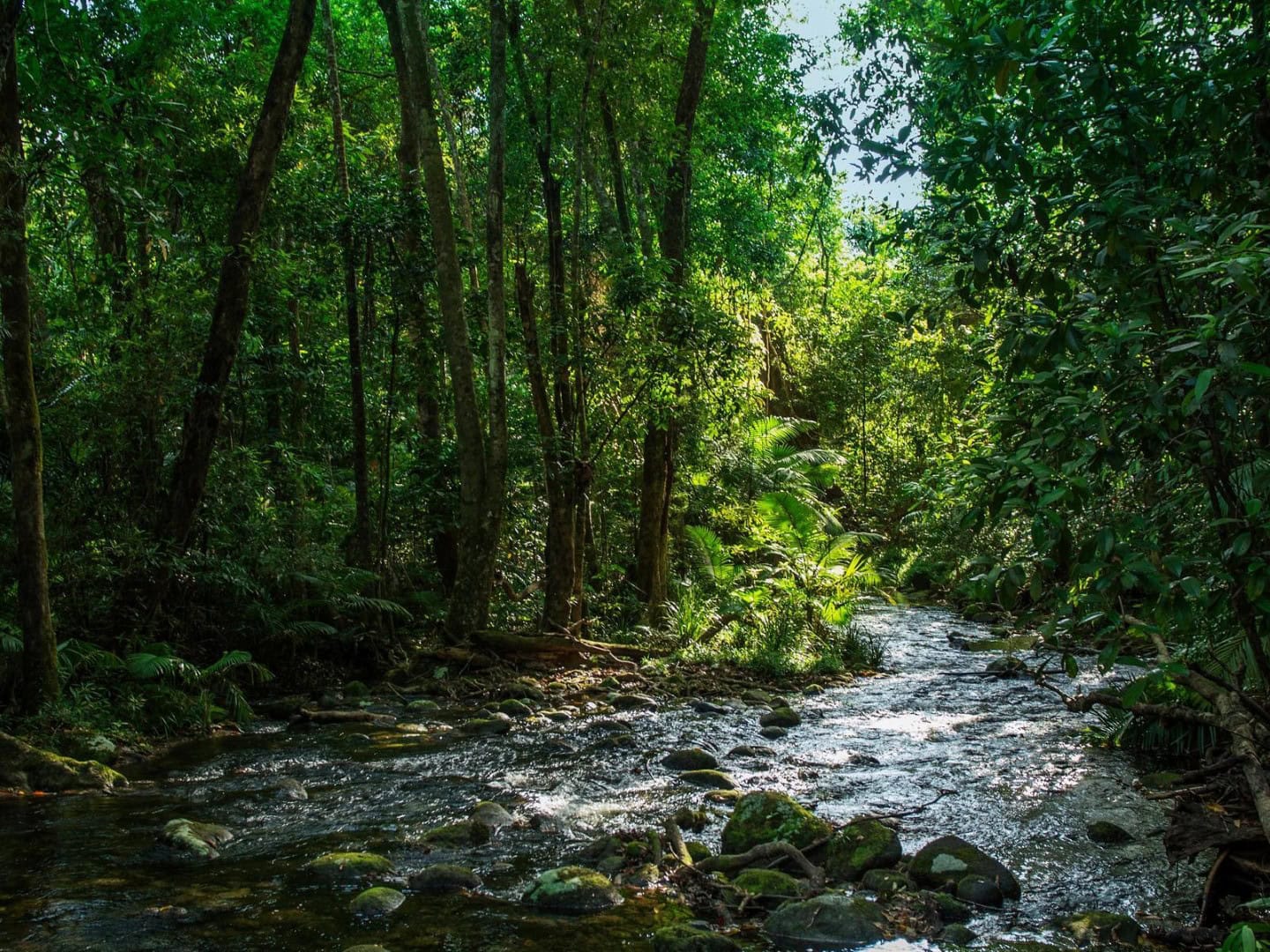 rainforest to reef gallery 5