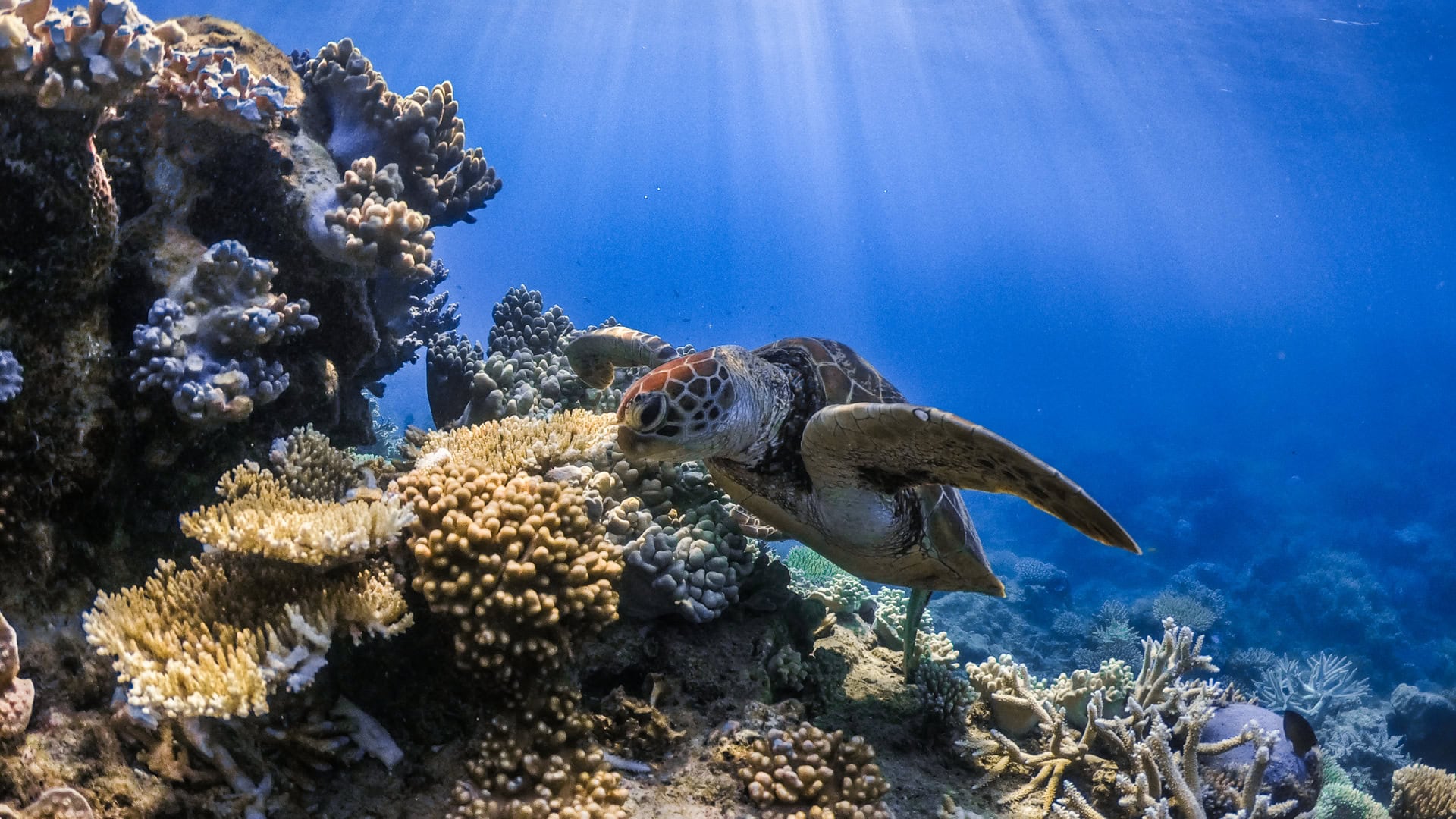 spd 2026 outer reef sailaway mackay cay turtle