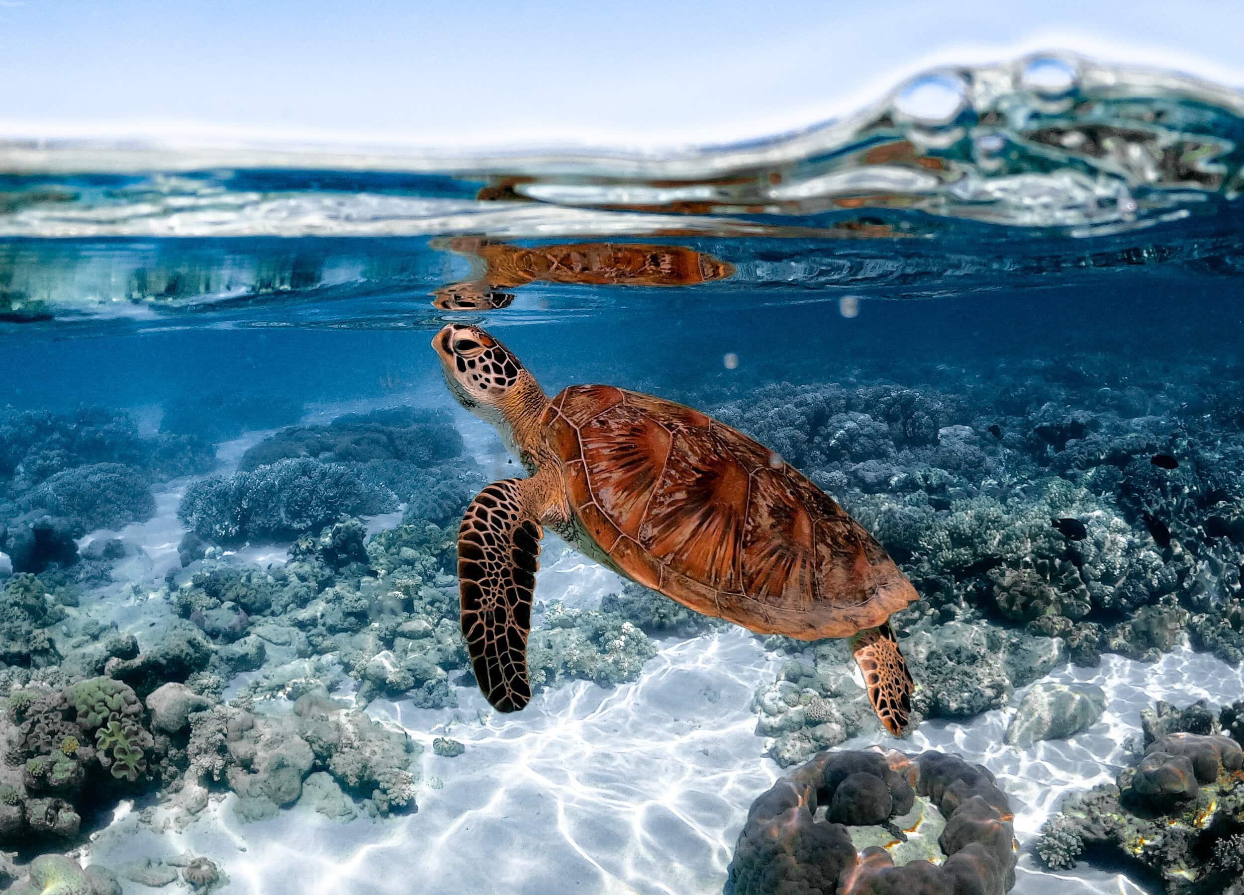 spd 2026 outer reef sailaway mackay turtle new (1)