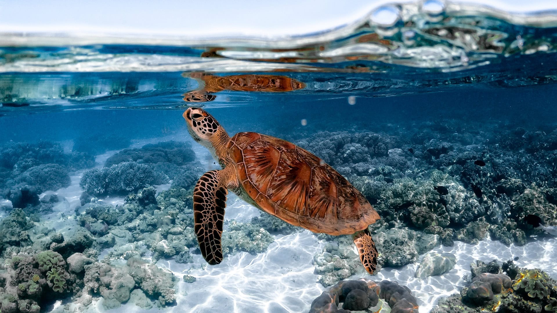 spd 2026 outer reef sailaway mackay turtle new